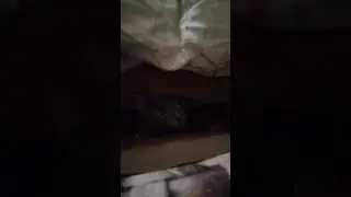 #shorts #cat #кот #шоня