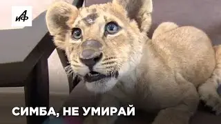 Ещё одна маленькая львица Симба борется за жизнь