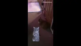 Cheddar