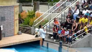 dancing seals!