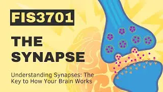 Understanding Synapses: The Key to How Your Brain Works - Sciencera
