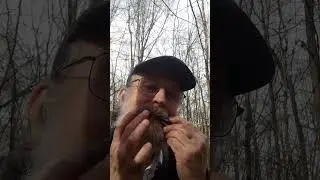 Путешествие в птичье царство чистого звука со "Средневековым" варганом Дмитрия Бабаева