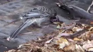 Juvenile Red Wattlebird