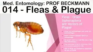 Medical Entomology 014: Fleas and Plague