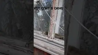Кот Том спит в окне 