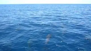 Look closer, they are not dolphin, they are pilot whales!