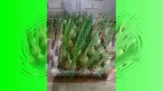 Бизнес: выращивание зелени в теплице