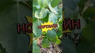 ✨ Незнакомка с удивительными свойствами: встречайте Иргу ольхолистную!🍇