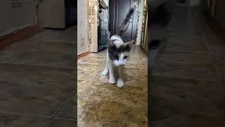 Иона и Барни котята с атоксией