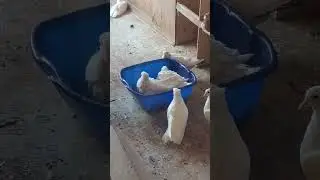 Голуби чистюли 