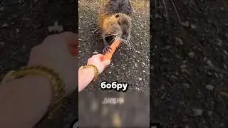 Как мужики заводят друзей: