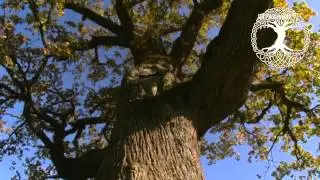Yggdrasil and Odin