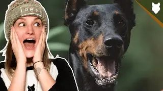 ARE DOBERMAN GOOD GUARD DOGS?
