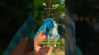 Chameleons' Amazing Tricks: The Amazing Secret Behind Their Color Changes!