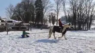 horse sledding, fun in the snow