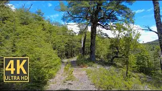 Clean Sunny Nature Walk 4K (With Ambient Nature Sounds And Music)