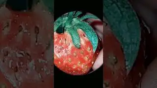 Strawberry #strowberry #shorts #fruit