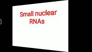 SnRNAs