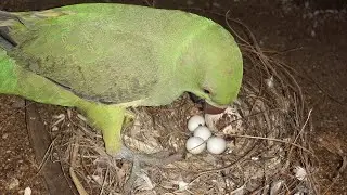 Green Parrot eating with batham