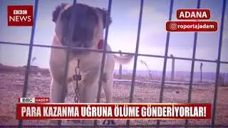 RÖPORTAJ ADAM Sokak Köpeği Dövüşleri İçin Lig Kurdular