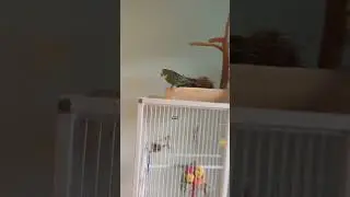 Buttercup is moulting rn 😭#birds #budgies #budgie #parrot #fyp #birds #cockatiel #animals