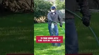 The Quick Guide to Japanese Beetles! [DIY Ornamental Pest Control]