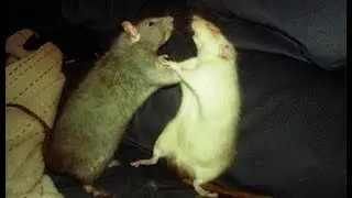 NotDario Vs Resucting