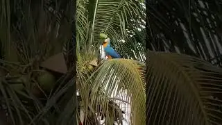 42 ഡിഗ്രിയൊക്കെ ആയാൽ പിന്നെ വേറെ നിവിർത്തിയില്ല... 😁 #summer #kerala #hot