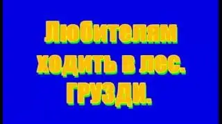 Всем любителям ходить в лес. Грузди.