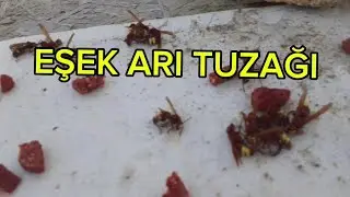 Eşek arıları zayıf kovanı söndürmüş eşek arısı tuzağı #arıcılık