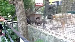 Lunch raccoon dogs ham Обед еното собак