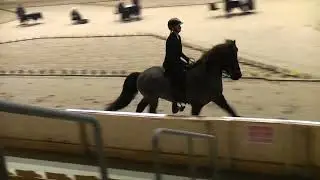 OD22V1Brunó frá Hólum