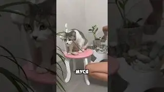 Кошка лижет морские камни😱