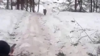 ПРИКОЛ.Хороший охотник)))