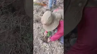 Sembrando El Arachis Pintoi   #agricultura #ganaderiasostenible