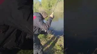 А вы отпускаете САЗАНОВ? #shorts #рыбий_жир #рыбийжир
