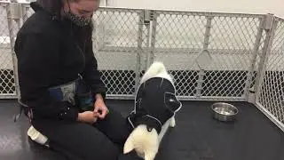 TPSC PK Rocky - Rain Coat Desensitization