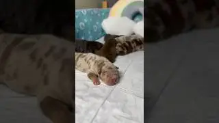 Есть свободные щенки🥰 ТГ https://t.me/+XzikLRvf2cFkNTIy #щенки #puppy #americanbully #буллищенки