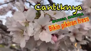 NIATNYA MELIHAT BUNGA SAKURA DI KUIL, EHH TERNYATA ADA LONCENG KERAMATNYA.. ngeri ngeri sedappp