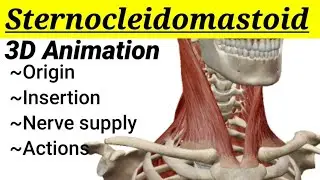 Sternocleidomastoid muscle || 3D anatomy || Head and Neck || MedCracker ||