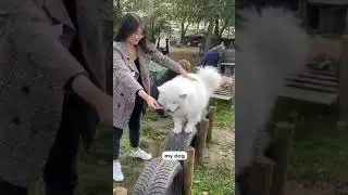 Other Dogs vs My Dog #shorts #dog #trending #short