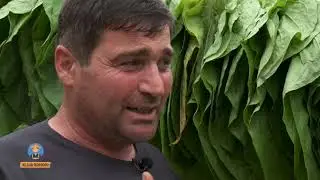 მე ვარ ფერმერი თემა:თამბაქოს მოყვანა