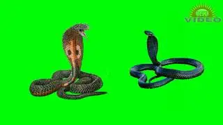 snak Green screen videos #shorts #subscribe #greenscreen #green #greenofficial
