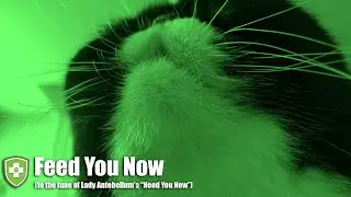Feed You Now (to the tune of Lady Antebellum's 