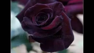 Разговор о страхах.