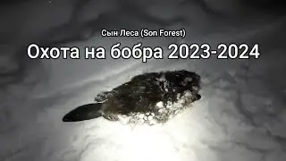 Охота на бобра 2023-2024