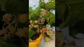 Ещё ведро малины в октябре)