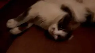 Кот  акробат.  Cat acrobat