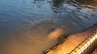 PE 1.5 line sure takes a Long time to get the fish in