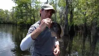 Big 'copperhead' bream caught 2016 04 21 13 31 26